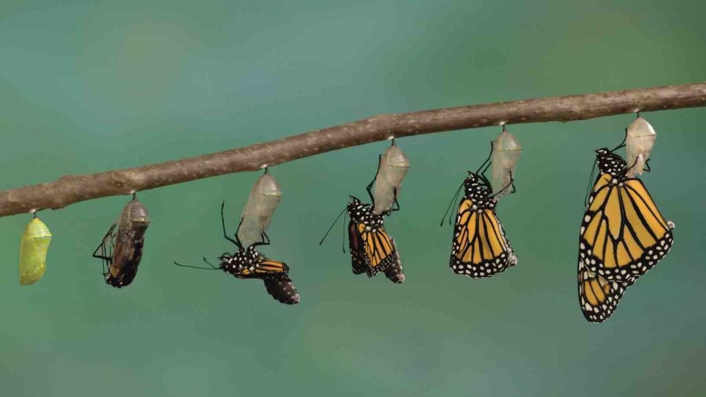 Transformation Agile