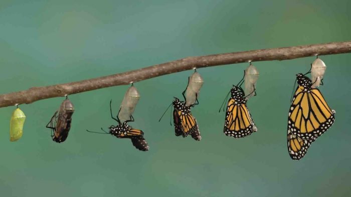 Transformation Agile